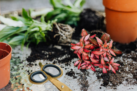 Fittonia care