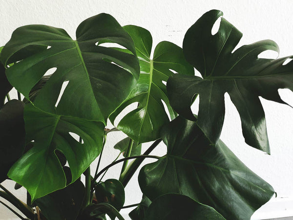 Monstera Deliciosa