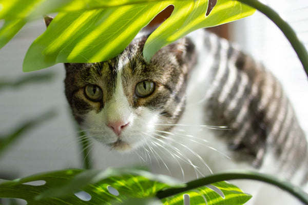 Monstera and Cat