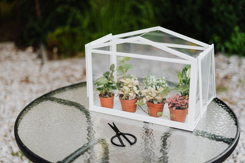 Fittonia care
