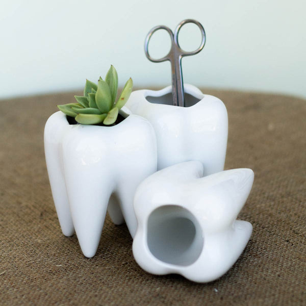 Long Root Pre-molar Shaped Ceramic Pot