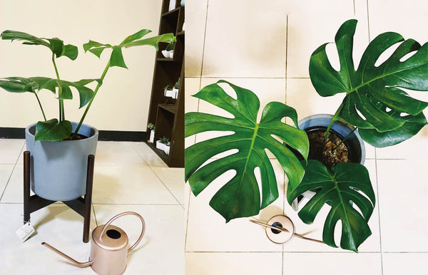 Monstera Deliciosa in Simple Cylinder Floor Planter with Stand