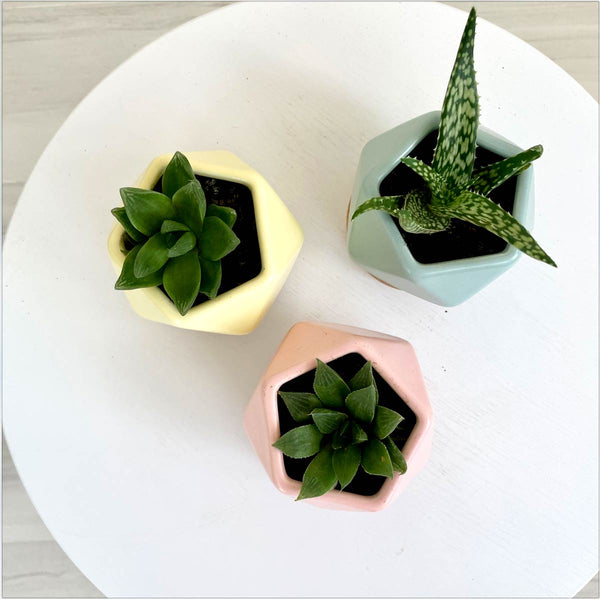 Pastel Colored Pentagon Ceramic Pots