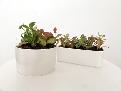 Fittonia in Porcelain Pots