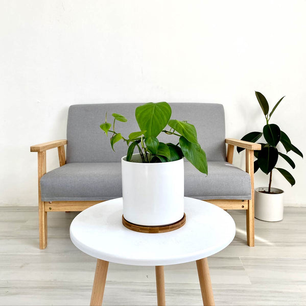 Desk Plants