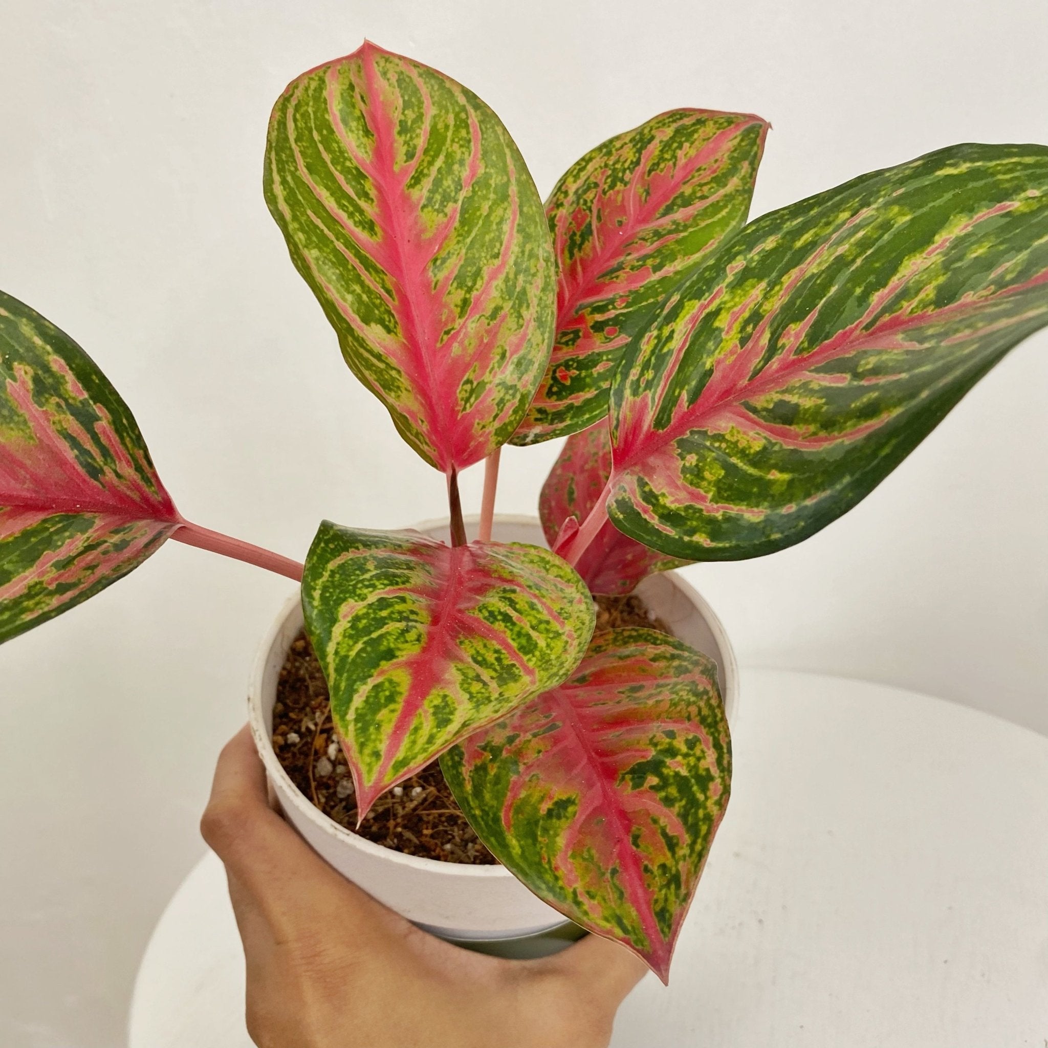 Aglaonema Amnard Jaoen
