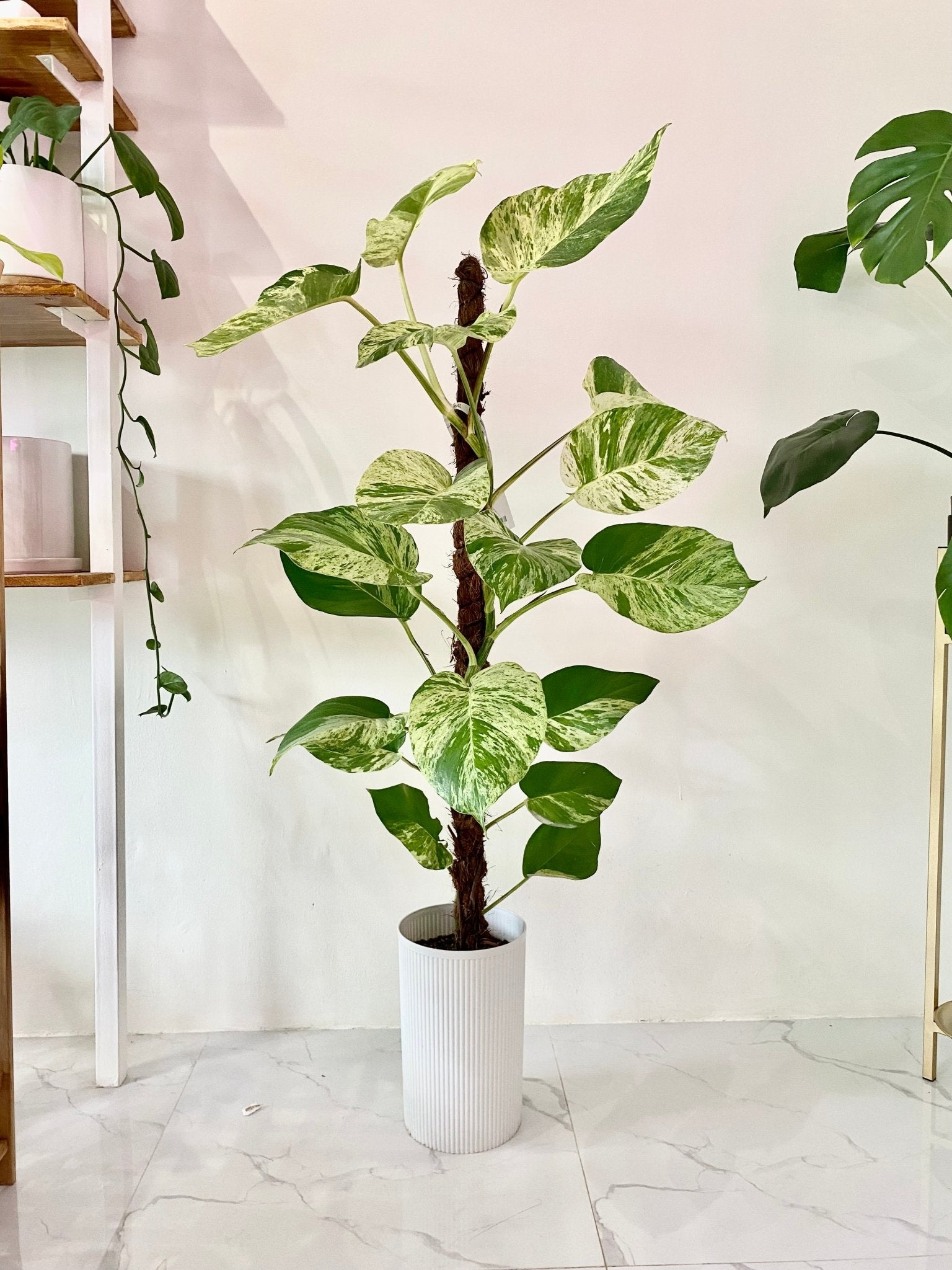 Trailing Giant Marble Pothos