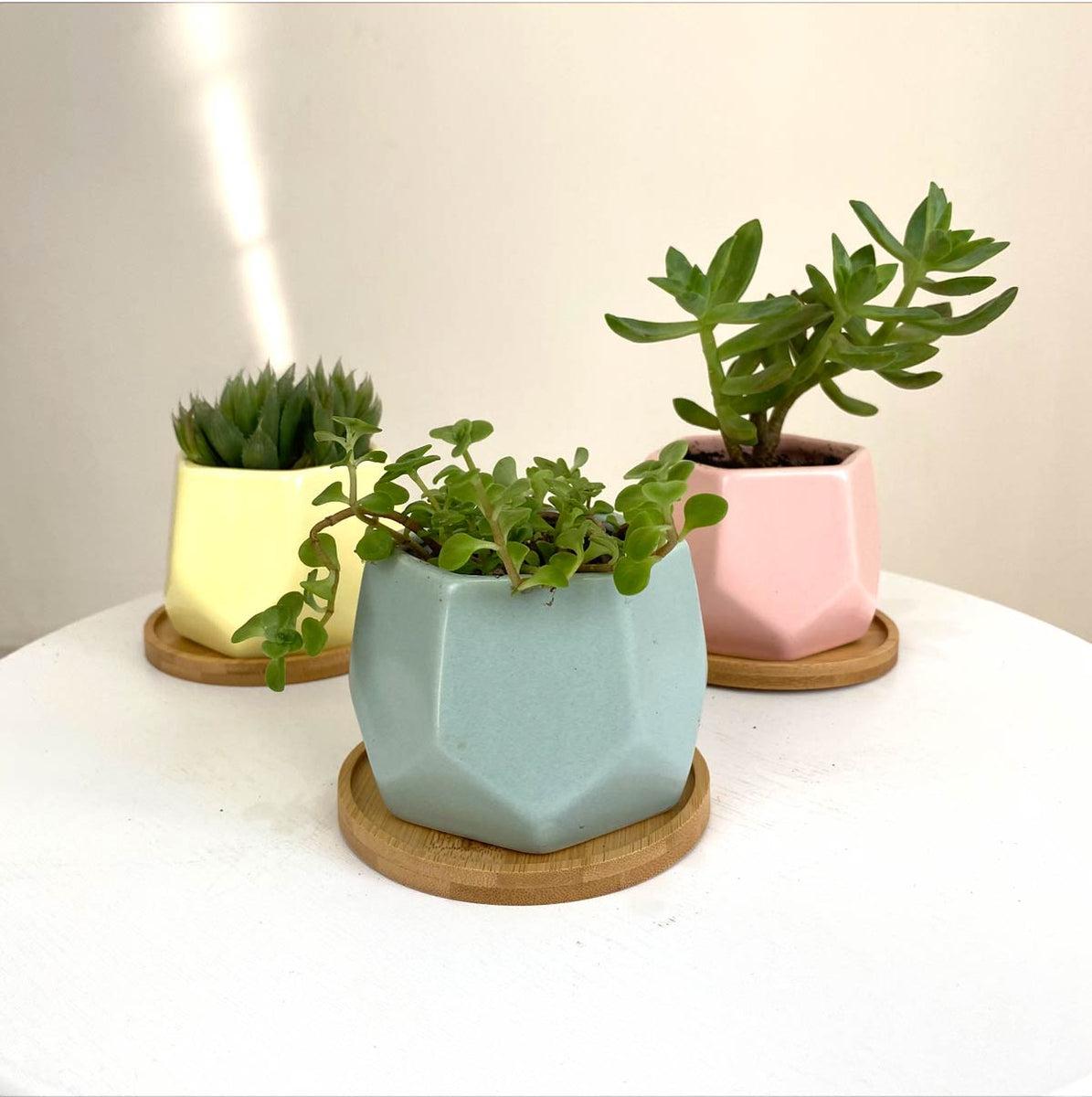 10 Best Gifts to Give to Your Favorite Plantitos and Plantitas this Christmas
