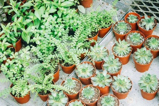 12 Trendy Plants of the Year 2021