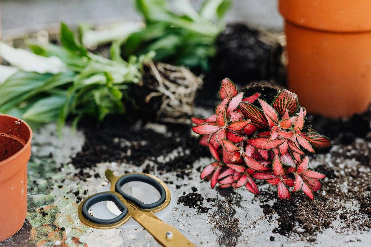 5 Plant Care Mistakes You Should Avoid Doing