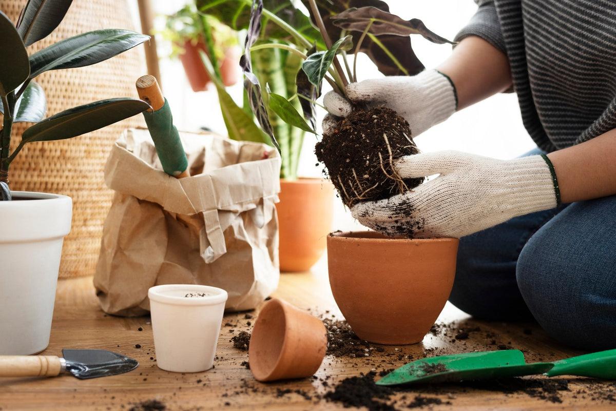5 Plants You Should Give Your Mom on Mothers’ Day