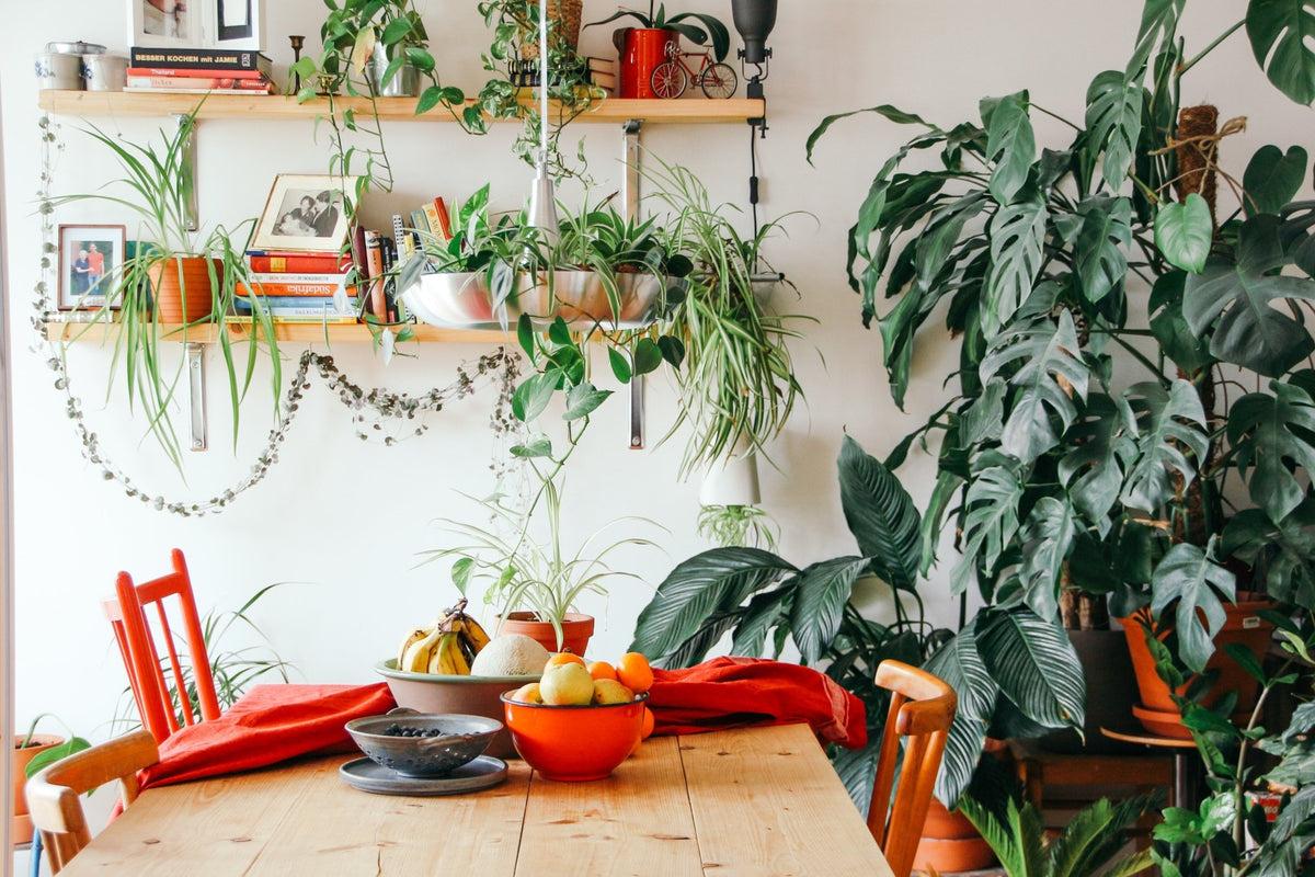 5 Rare Plants You Should Add To Your Collection