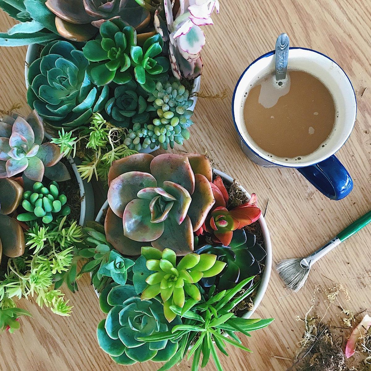 A Gift That Grows - Succulent Souvenirs