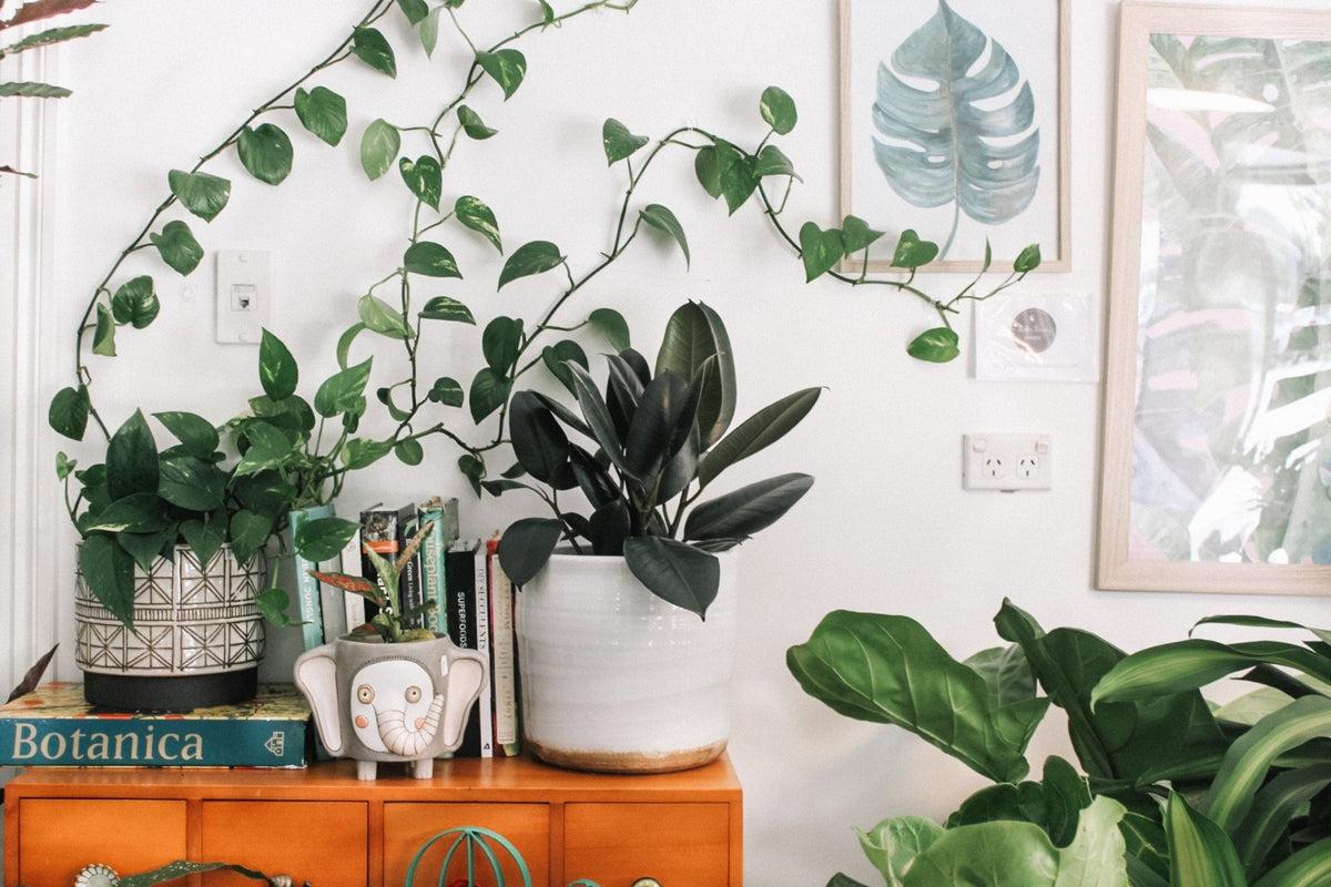 Freshen Up: Best Plants To Cool Your Home