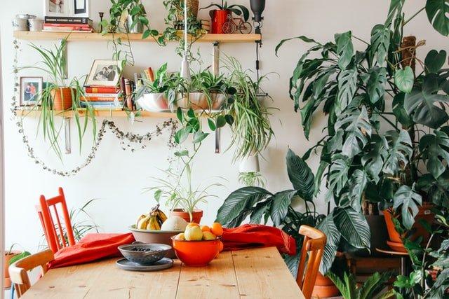 How To Make Your Small Space Look Bigger with Plants
