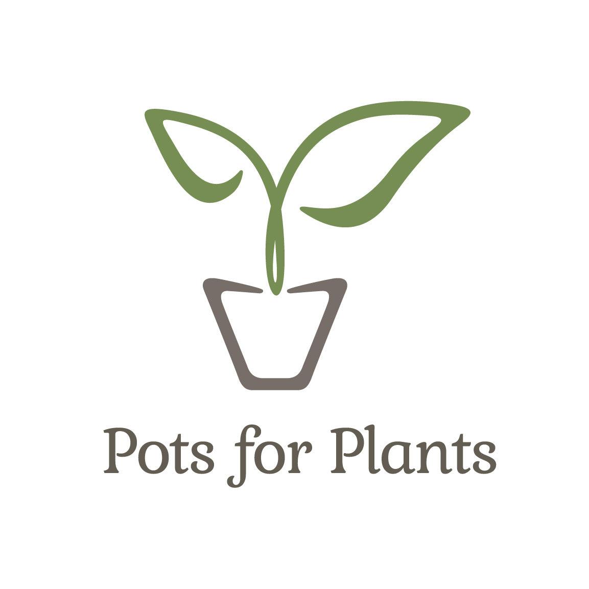 Monstera Adansonii - A Comprehensive Guide