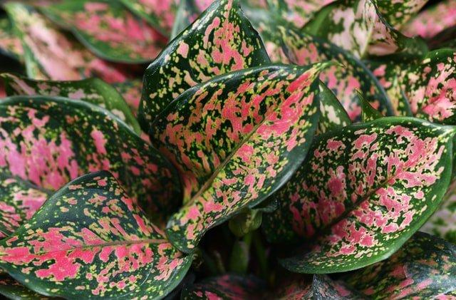 How to Care for The Aglaonema - A Comprehensive Guide