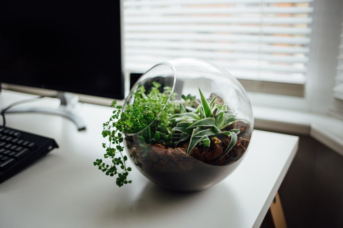 Plant Care 101: How To Get Started With Dish Gardens