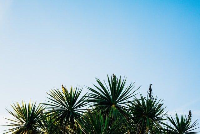 Yucca Tree - A Comprehensive Guide
