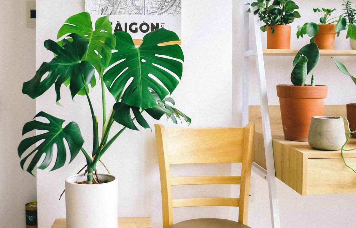 Monstera 101: A Beginner’s Guide
