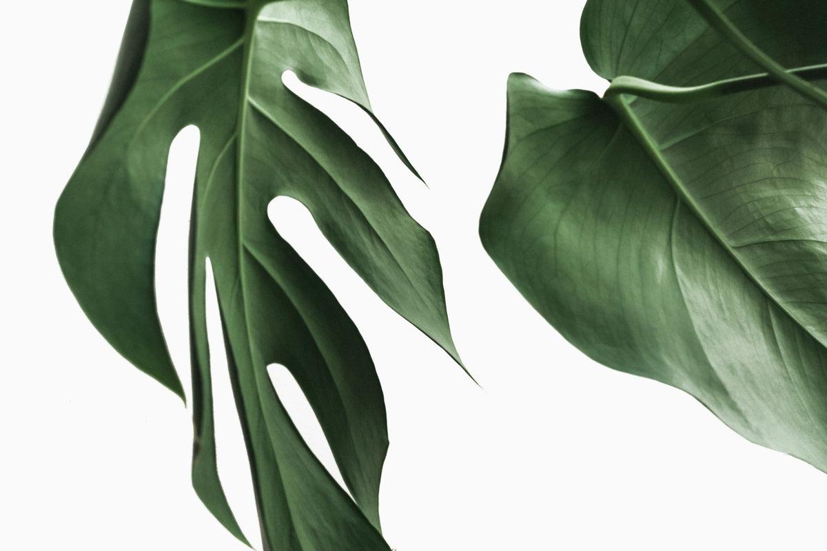 Monstera Species and How To Care For Them