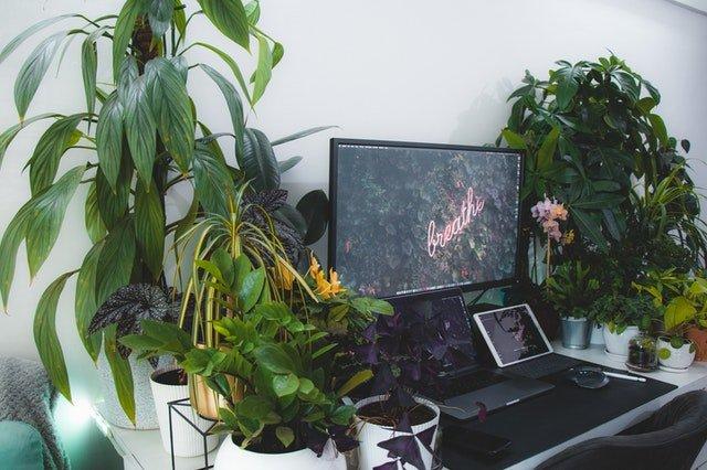 New Year, New Plants. 10 Plants You Need to Kick Off 2021