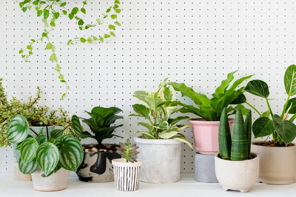 Plant Care 101: How To Care For Your Plants in Summer