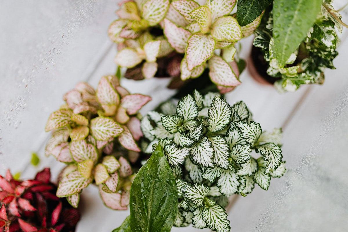 Plantita’s Guide To Caring Fittonia Nerve Plants