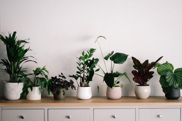 Plants Feng Shui: 7 Indoor Plants that Bring Good Fortune to Your Home