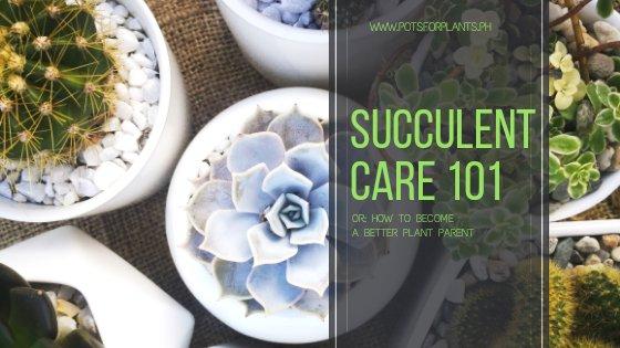 Succulent Care 101