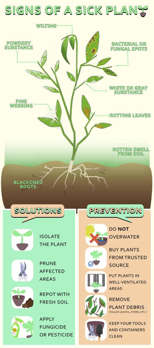 Signs of a Sick Plant - Everything You Need to Know