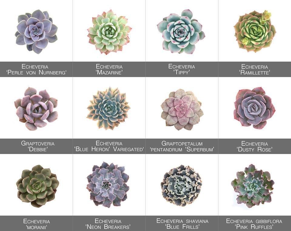 Succulent Reference