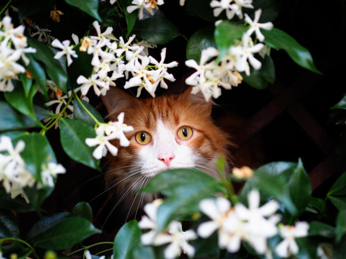 The Best Pet-Friendly Plants For Your Home2
