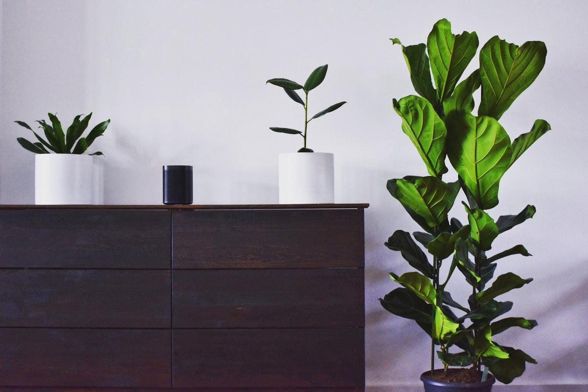 What Are The Best Plants For Your Place’s Aesthetic?