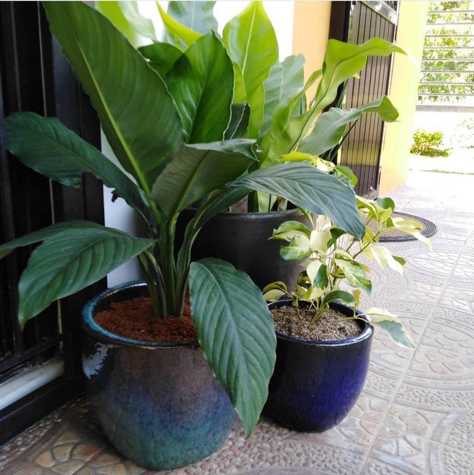 Vietnam Earthenware