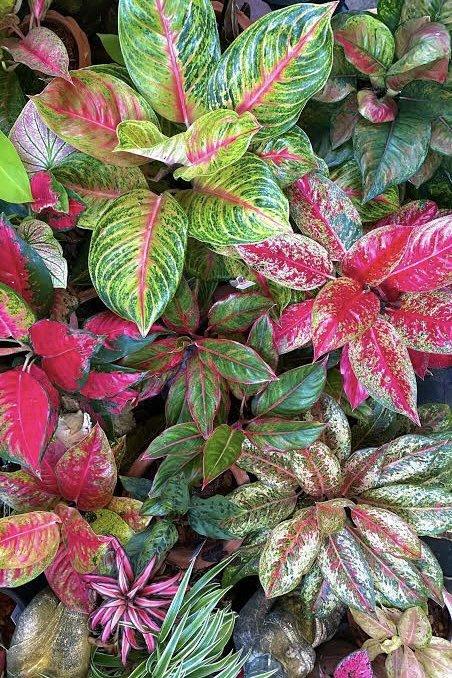 Aglaonema