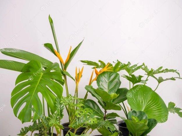 Philodendrons