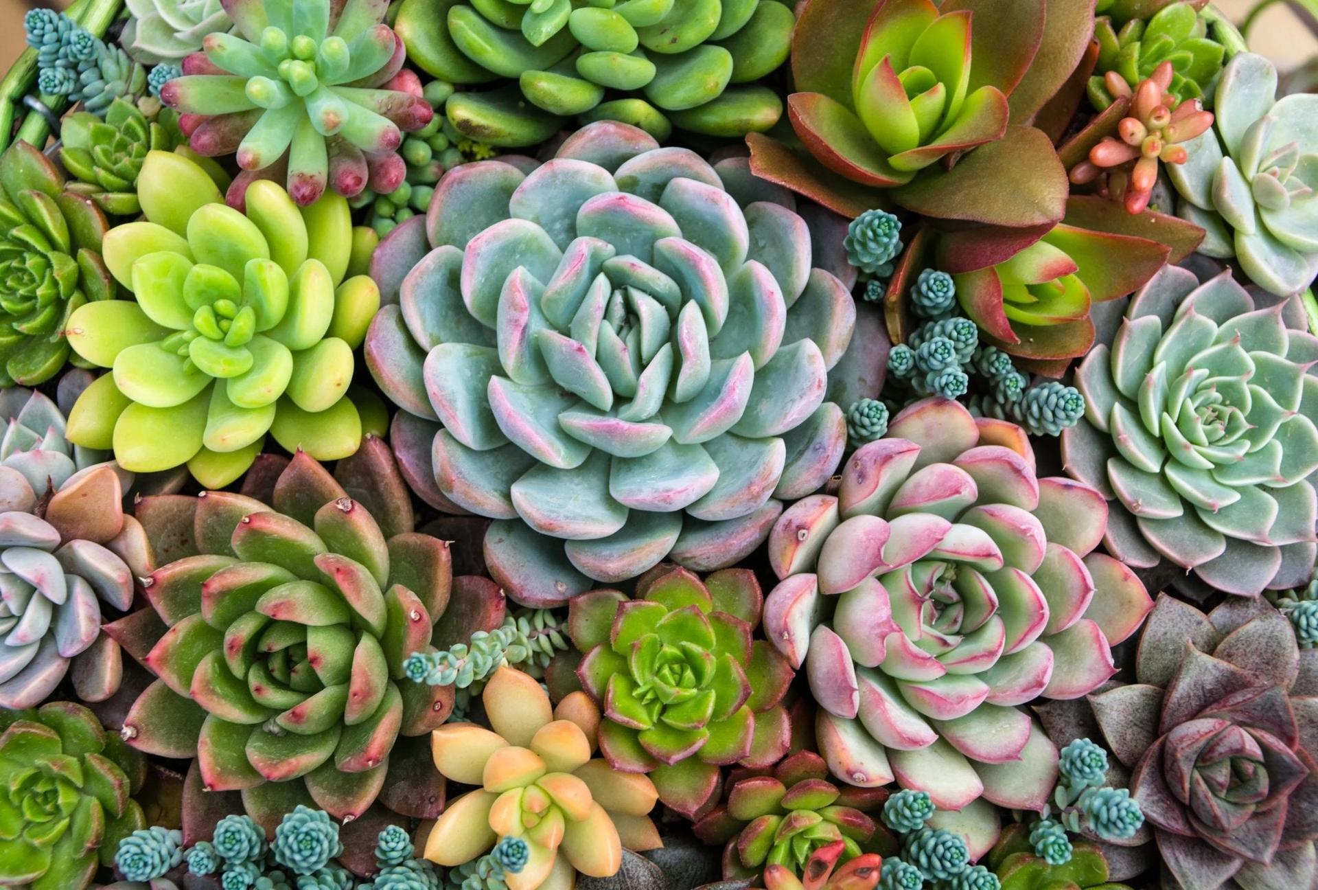 Cactus & Succulents