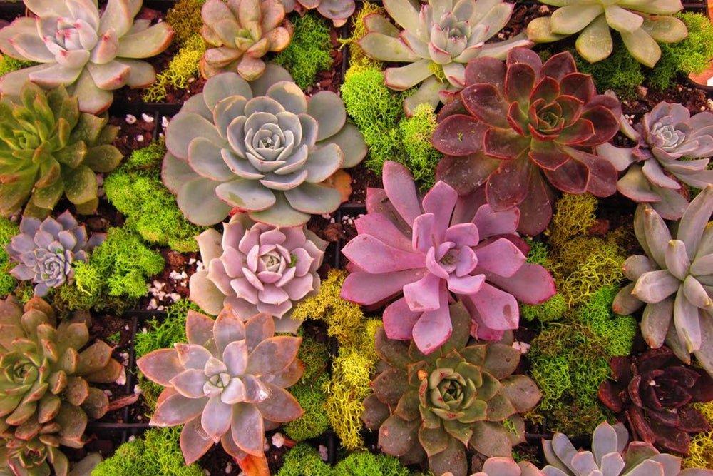 Available Succulents
