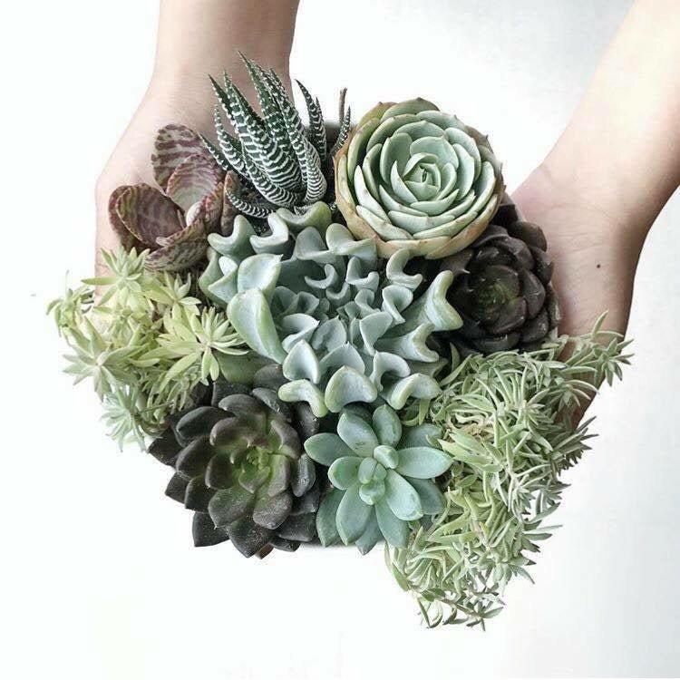 Succulent Souvenirs | Potted Plants