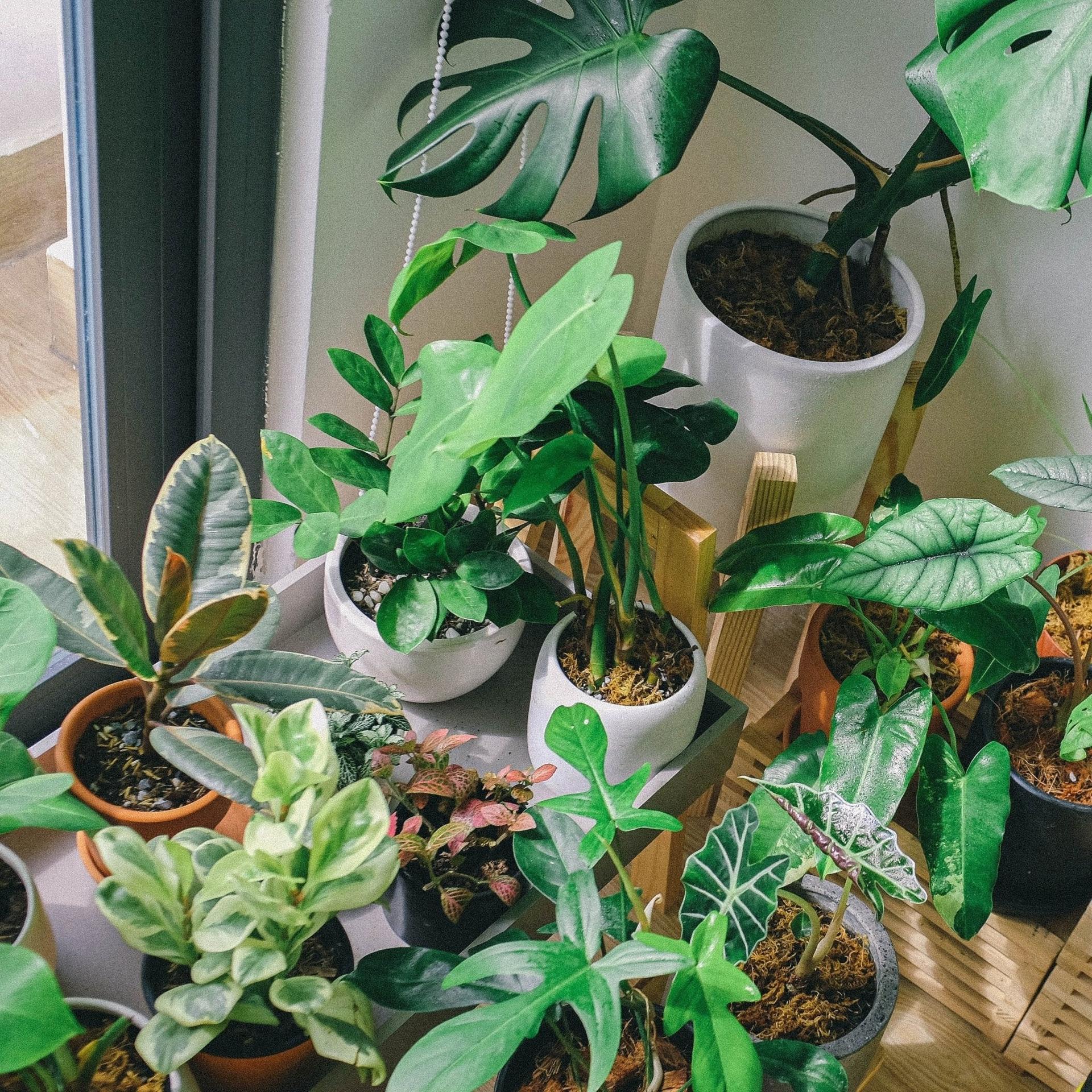 Indoor Foliage Plants