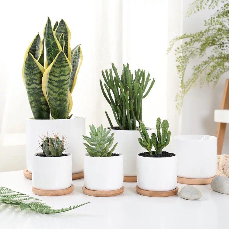 Cylinder Porcelain Ceramic Pots