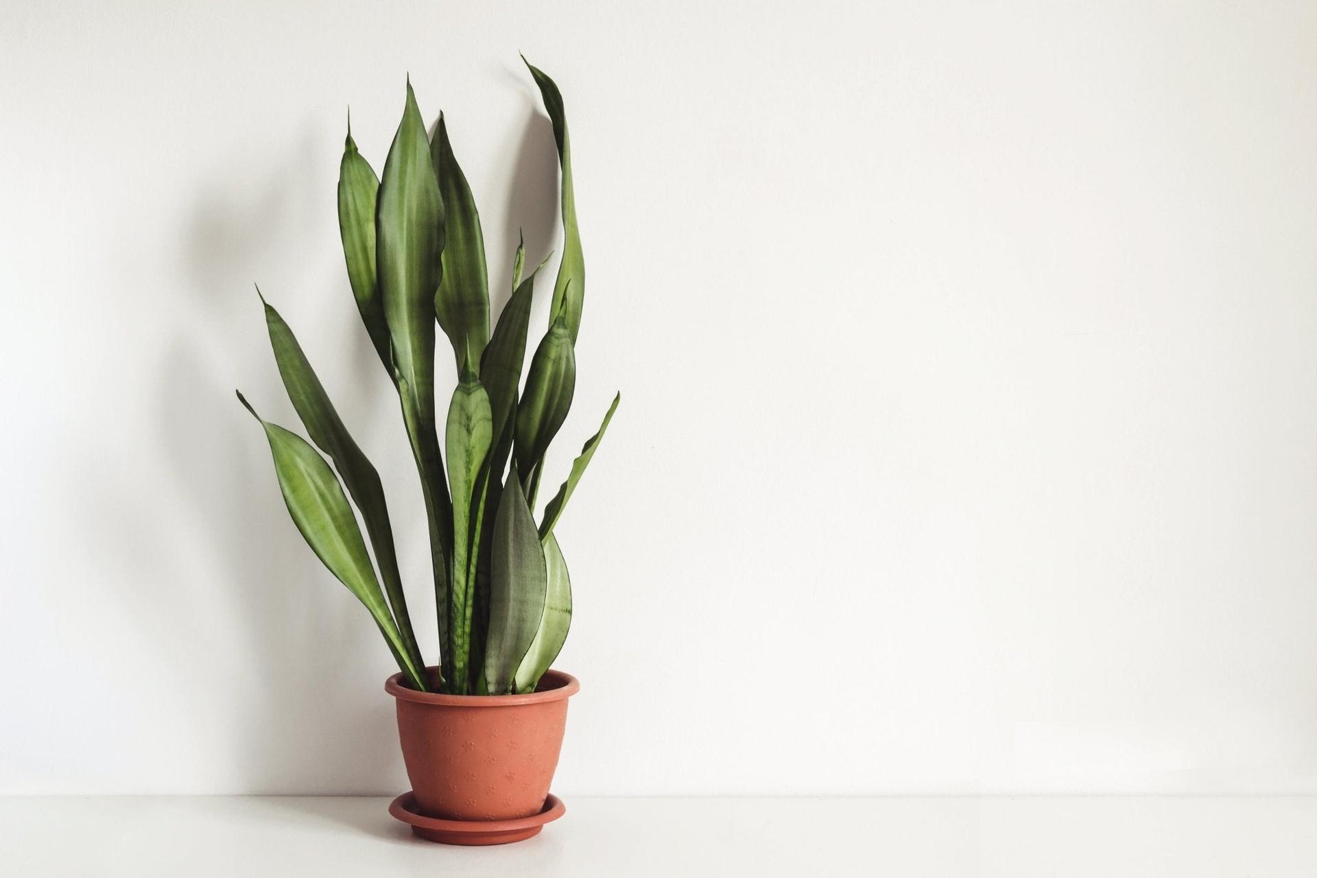 Sansevieria
