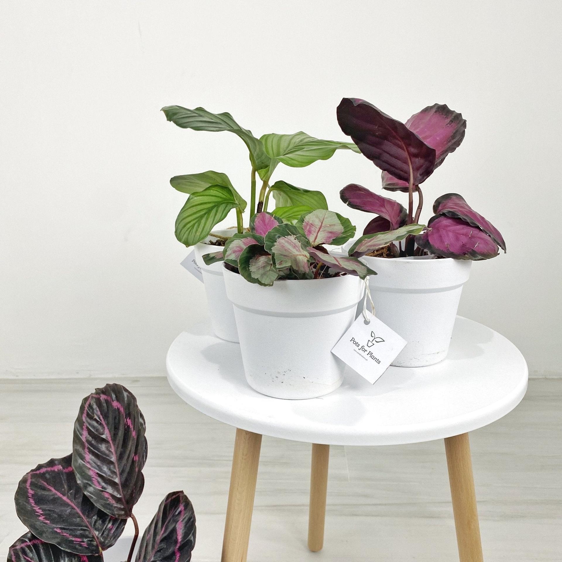 Prayer Plants