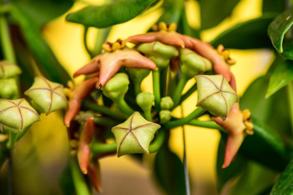 The Hoya Collection
