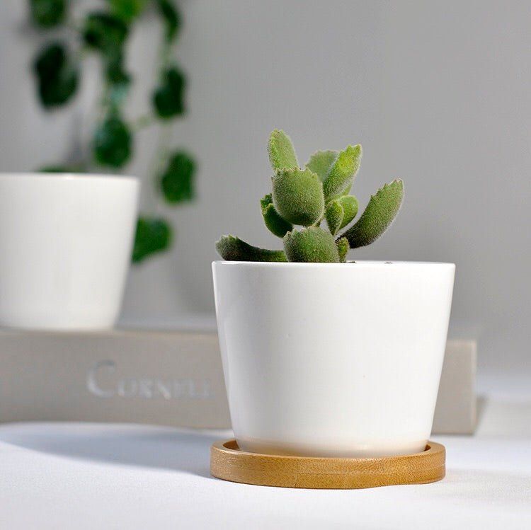 Cone Shaped White Porcelain Ceramic Pot with Bamboo saucer