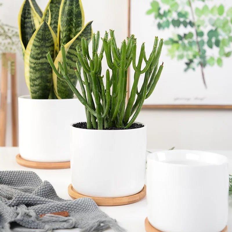 3.5" Cylinder Porcelain Pots with Catch Plate (Set-of-three)