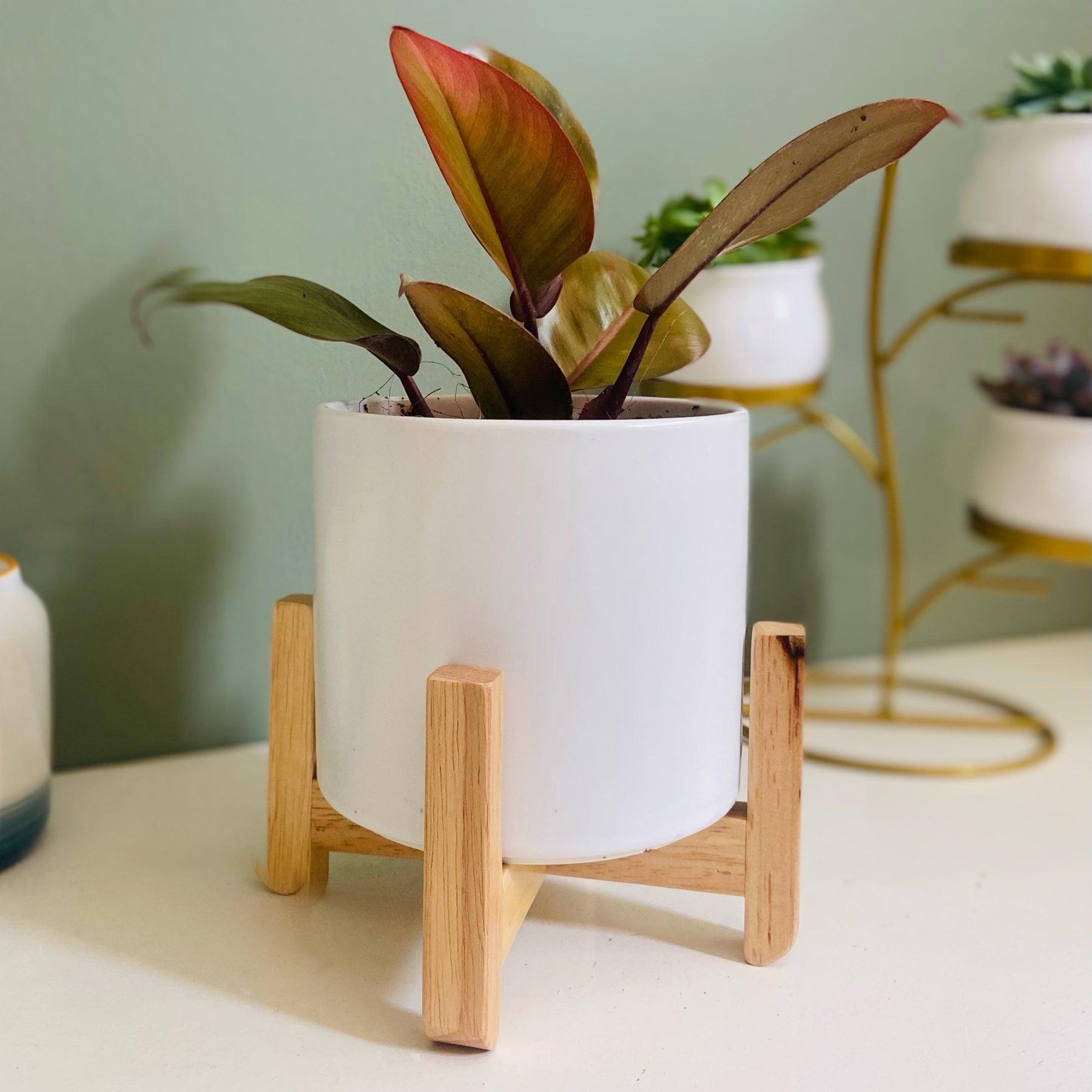 4.5" Cylinder Porcelain Ceramic Pot with Bamboo Stand