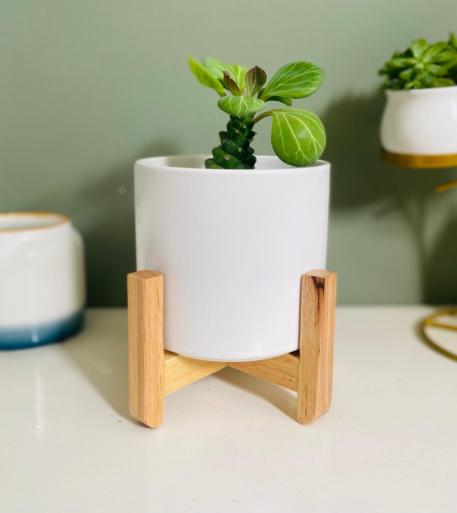 4.5" Cylinder Porcelain Ceramic Pot with Bamboo Stand