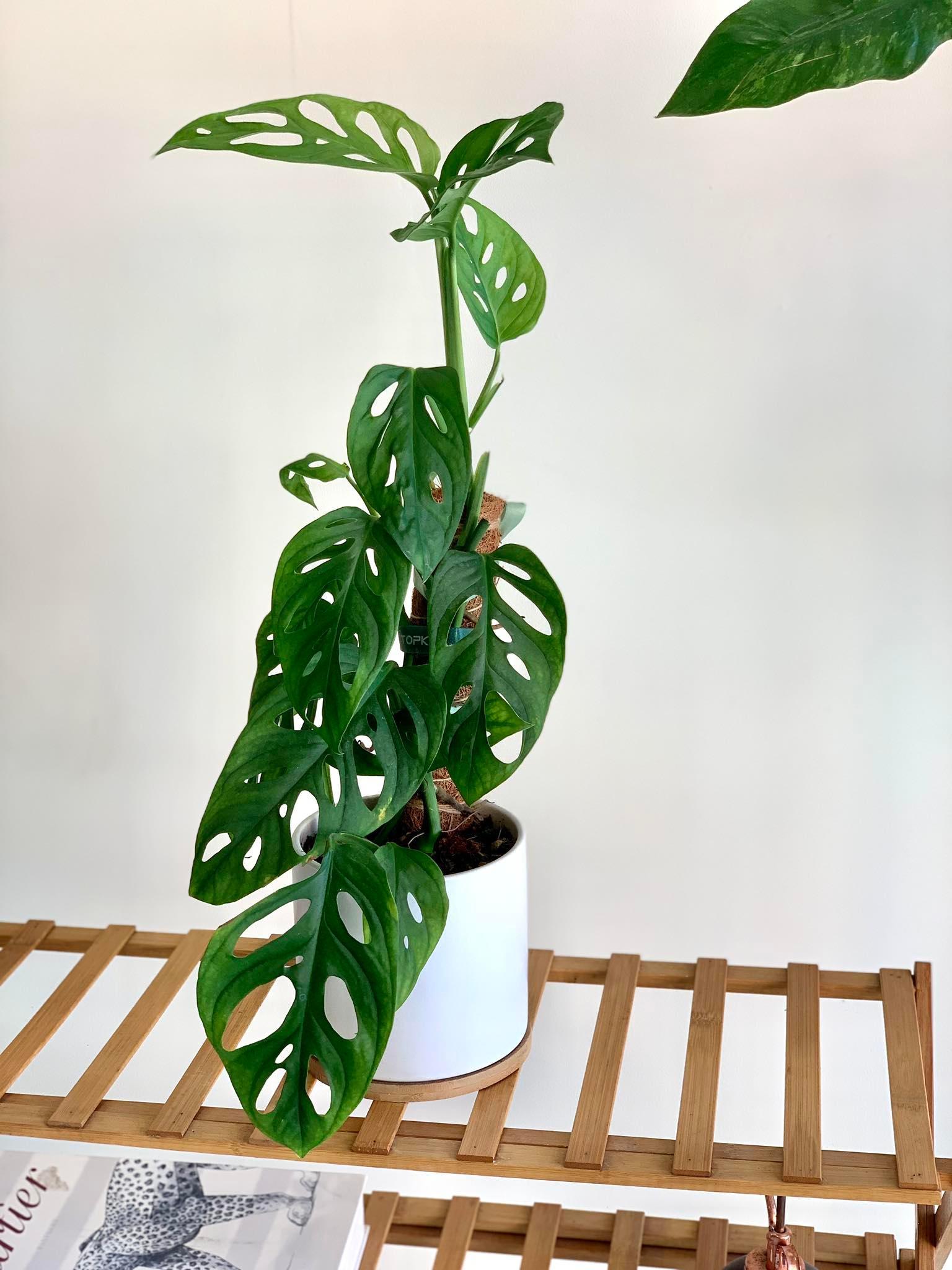 4.5” Cylinder Porcelain Ceramic Pots